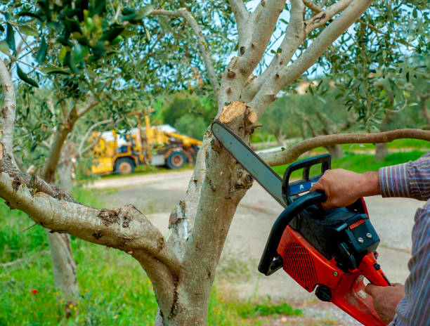 Tree Service Company in North Miami, FL